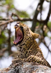 Foto op Canvas Leopard lying on a tree and yawns. National Park. Kenya. Tanzania. Maasai Mara. Serengeti. An excellent illustration. © gudkovandrey