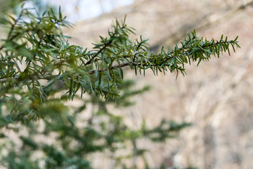 Green leaves of a pine tree.