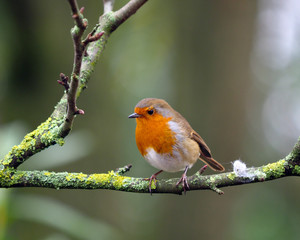 Robin