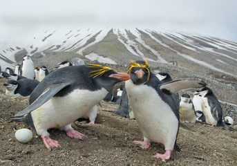 Pair of Macaroni penguins with egg with snowy lines in background, Zavodovski Island, South Sandwich Islands, Antarctica