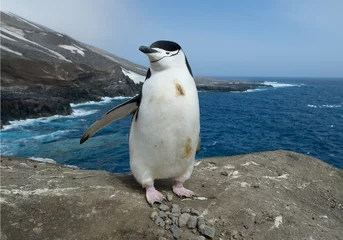 Foto op Plexiglas Chinstrap penguin on rocky terrain with blue bay  and steep hill in the background, Zavodovski Island, South Sandwich Islands, Antarctica © mzphoto11