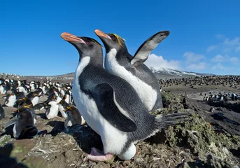 Crédence de cuisine en verre imprimé Pingouin Paire de pingouins Macaroni en immense colonie avec la montagne enneigée en arrière-plan, ciel bleu, l& 39 île Zavodovski, îles Sandwich du Sud, Antarctique