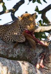 Leopard is eating prey on the tree. National Park. Kenya. Tanzania. Maasai Mara. Serengeti. An excellent illustration.