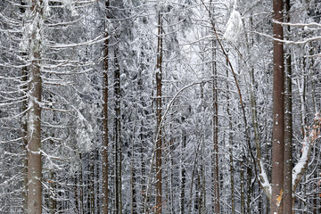 Pine forest covered with snow