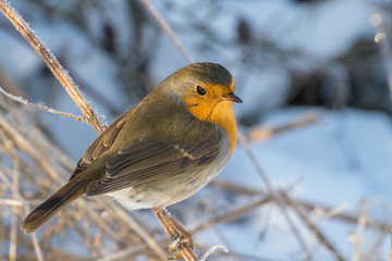 European robin