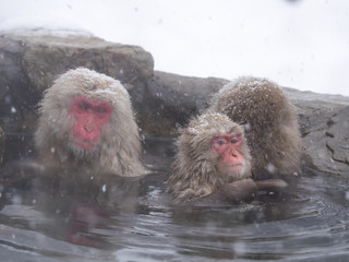 温泉で寛ぐ野生猿の家族