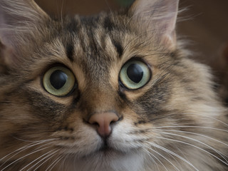 Portrait of a cute fluffy cat closeup