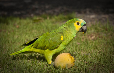 Parrot Eating a Mango