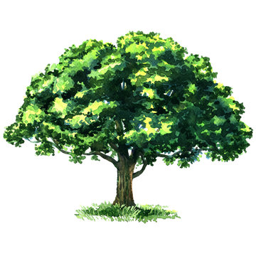 Green tree oak isolated on white background