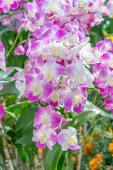 Fototapeta na wymiar Flowers of cymbidium orchid in garden