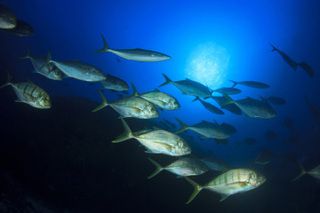 Fish coral reef sea ocean underwater