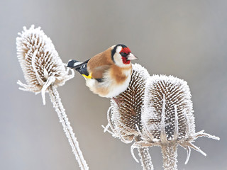 European Goldfinch (Carduelis carduelis)