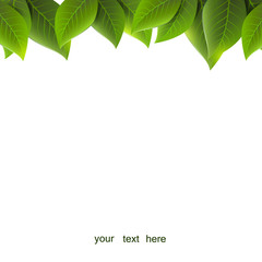 green leaves on a white background, vector
