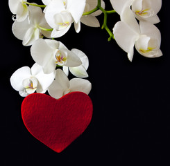 White orchid and love heart.