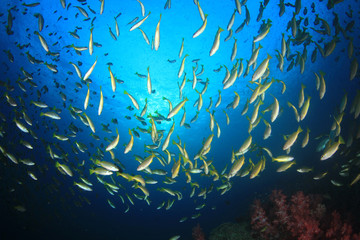 Fototapeta na wymiar Fish coral reef sea ocean underwater