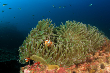 Fototapeta na wymiar Clownfish anemonefish nemo fish anemone coral reef 