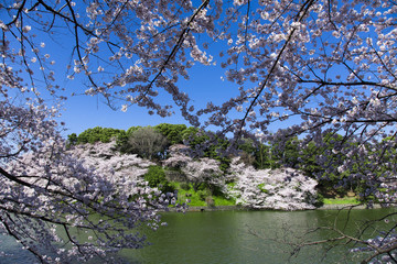 千鳥ヶ淵の桜