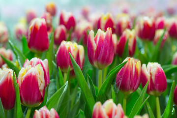 Tulip. Beautiful bouquet of tulips. colorful tulips. Red tulips in spring,