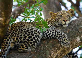 Leopard is lying on a tree. National Park. Kenya. Tanzania. Maasai Mara. Serengeti. An excellent illustration.