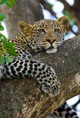 Leopard is lying on a tree. National Park. Kenya. Tanzania. Maasai Mara. Serengeti. An excellent illustration.