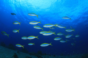 Naklejka na ściany i meble Fish coral reef sea ocean underwater