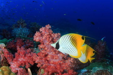 Fish coral reef sea ocean underwater