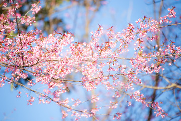 Pink sakura, Cherry blossom in Thailand.
