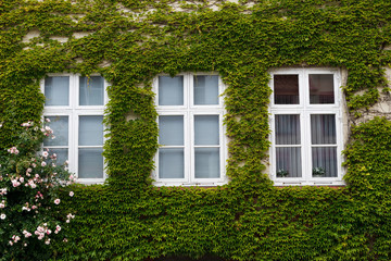 Fototapeta na wymiar Windows on an old house covered with ivy
