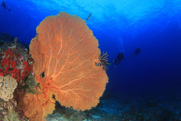 Scuba diving exploring coral reef in ocean