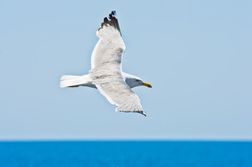 Closeup of a seagull flying over Aegean sea near mountain Athos