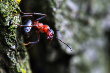 ant on the rock, animal and insect photography