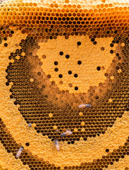 Bees work on honeycomb