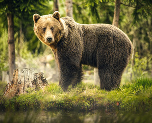 Bear in nature, wildlife, brown bear in forest, meeting with bear, big bear, animal in nature