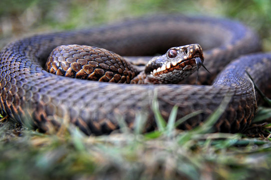 snake portrait with tongue in grass
