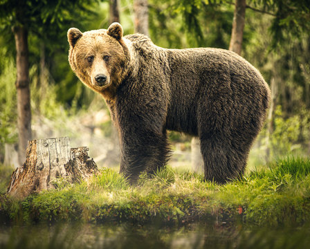 Fototapeta Bear in nature, wildlife, brown bear in forest, meeting with bear, big bear, animal in nature