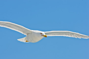 Closeup of a seagull flying over Aegean sea near mountain Athos