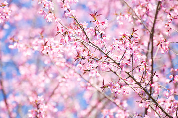 Pink sakura, Cherry blossom in Thailand.