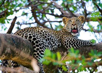 Leopard is lying on a tree. National Park. Kenya. Tanzania. Maasai Mara. Serengeti. An excellent illustration.