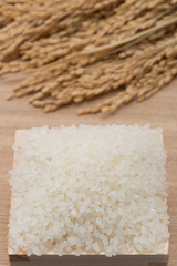 白米と稲穂