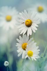 Magic daisies./   Magic, incredibly beautiful daisies at dawn! © zimogljad