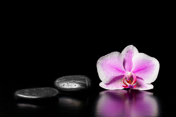 Fototapeta na wymiar Flower pink orchid with stones on a black background