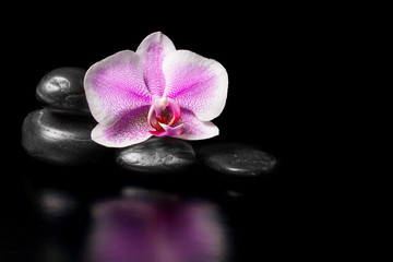 Fototapeta na wymiar Flower pink orchid with stones on a black background