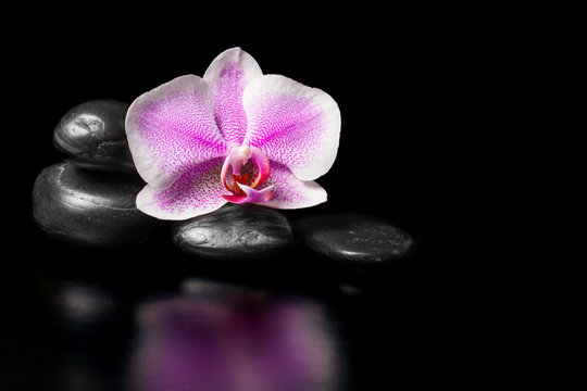 Fototapeta Flower pink orchid with stones on a black background
