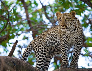 Leopard standing on the tree. National Park. Kenya. Tanzania. Maasai Mara. Serengeti. An excellent illustration.