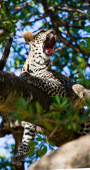 Leopard is lying on a tree. National Park. Kenya. Tanzania. Maasai Mara. Serengeti. An excellent illustration.