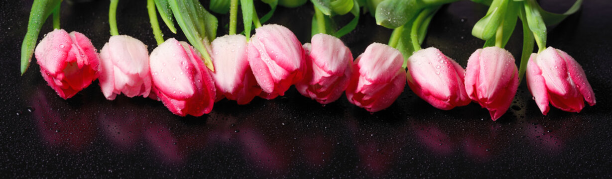 Horizontal panorama with pink  tulips on black background.