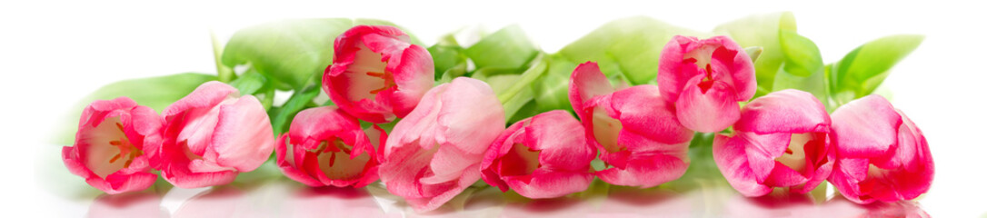 Horizontal panorama with pink  tulips on white background.
