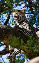 Leopard is lying on a tree. National Park. Kenya. Tanzania. Maasai Mara. Serengeti. An excellent illustration.