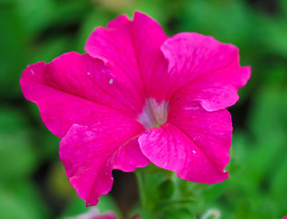 Pink flowers in the garden.