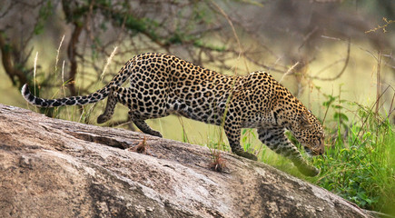 Leopard on a big rock. National Park. Kenya. Tanzania. Maasai Mara. Serengeti. An excellent illustration.